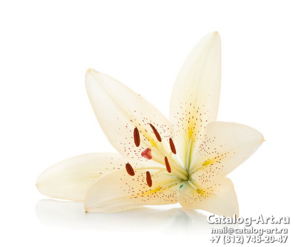 White lilies 3